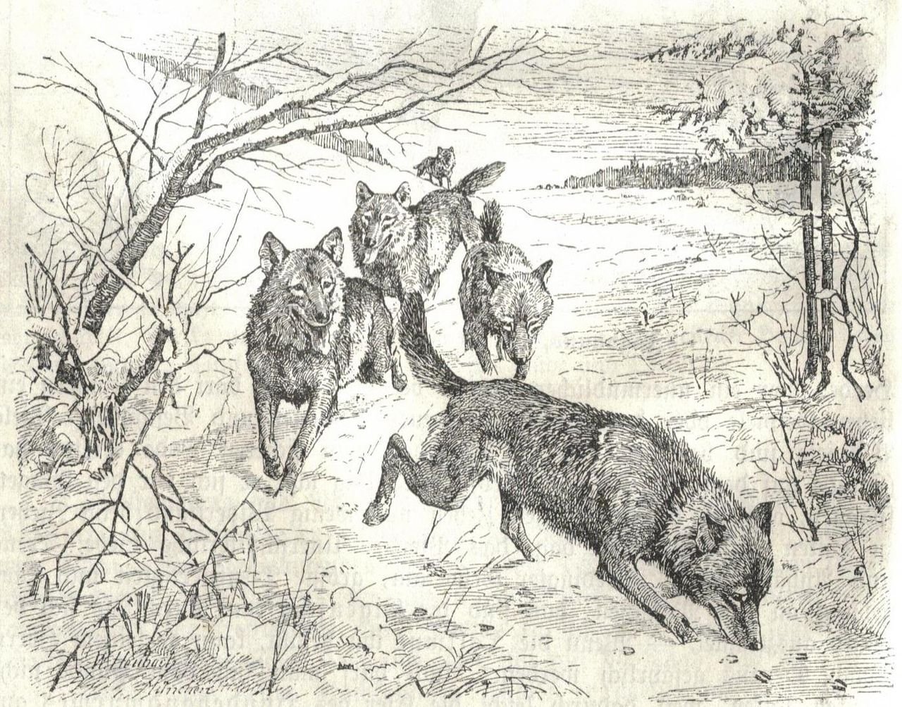 manada de lobos Heubach 186-1923