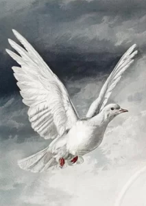 paloma blanca 1881 autor desconocido