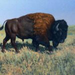 bufalo
