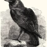 cuervo