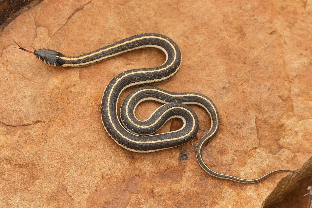 culebra