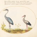 garza y cigueña