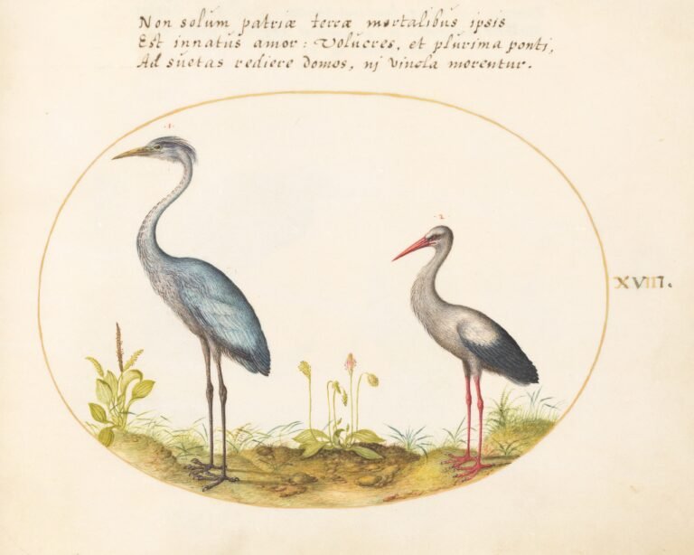 garza y cigueña