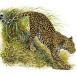 leopardo