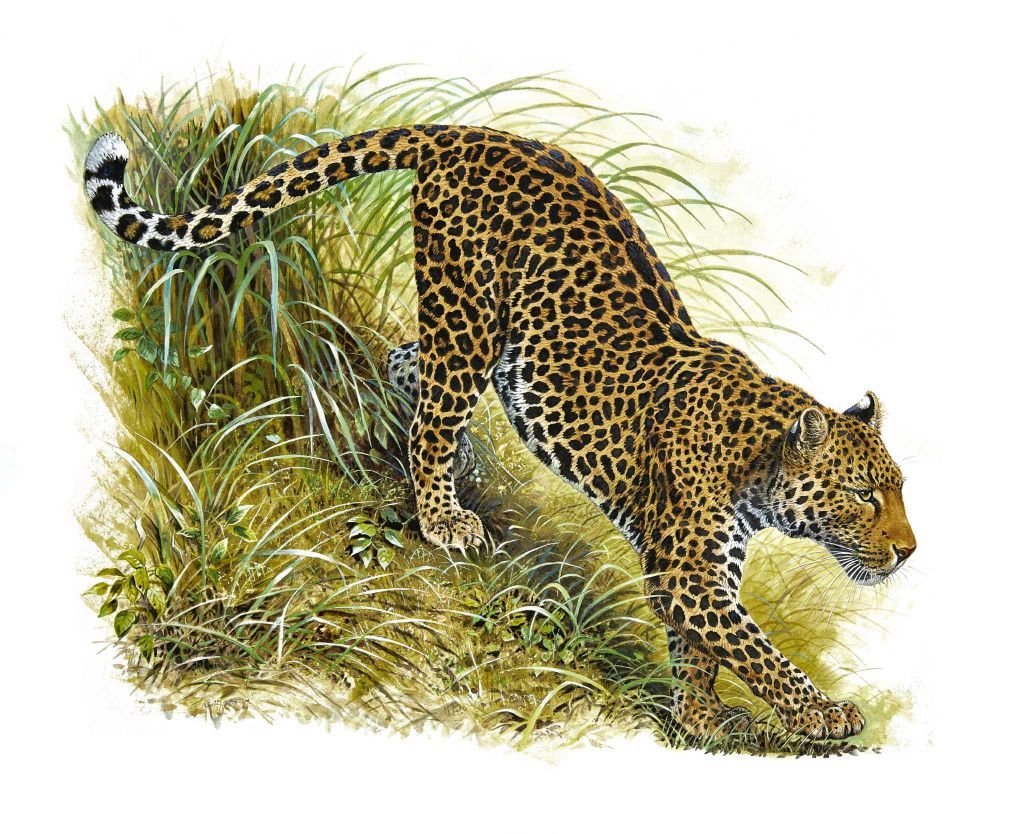 leopardo