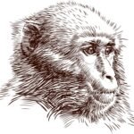 macaco
