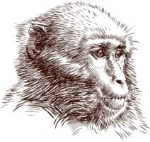 macaco
