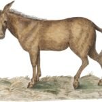 mula encantada