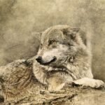 el niño lobo