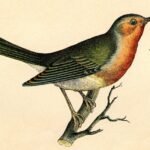 pajaro picaro