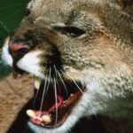 puma, los bebedores de sangre