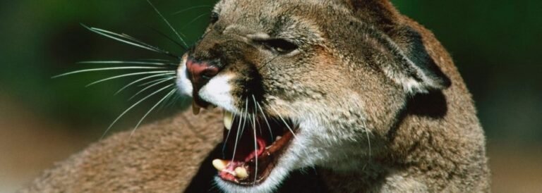 puma, los bebedores de sangre