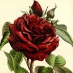 rosa