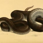 serpiente