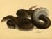 serpiente