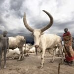 vacas , cuento africano