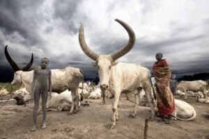 vacas , cuento africano