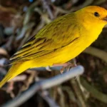 el canario encantado