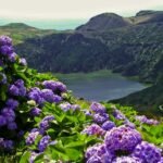 flores Azores