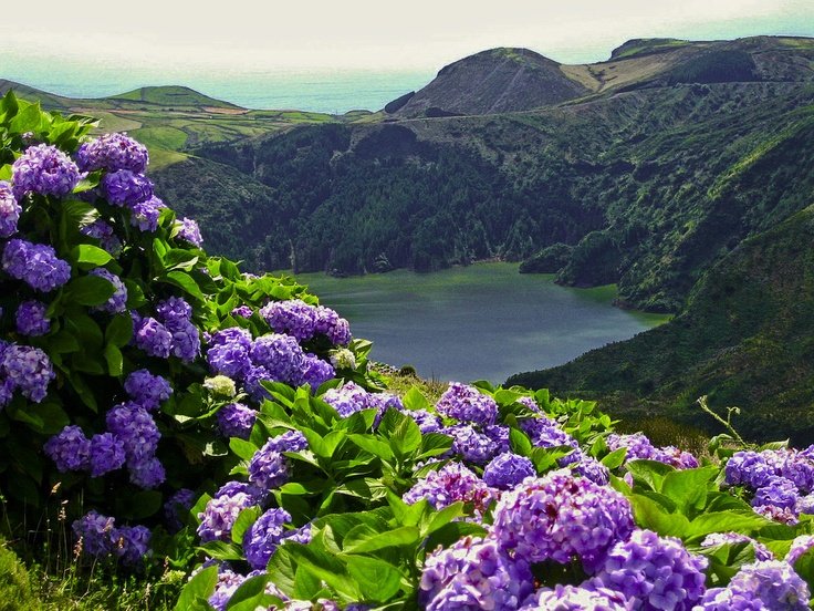 flores Azores