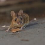 raton