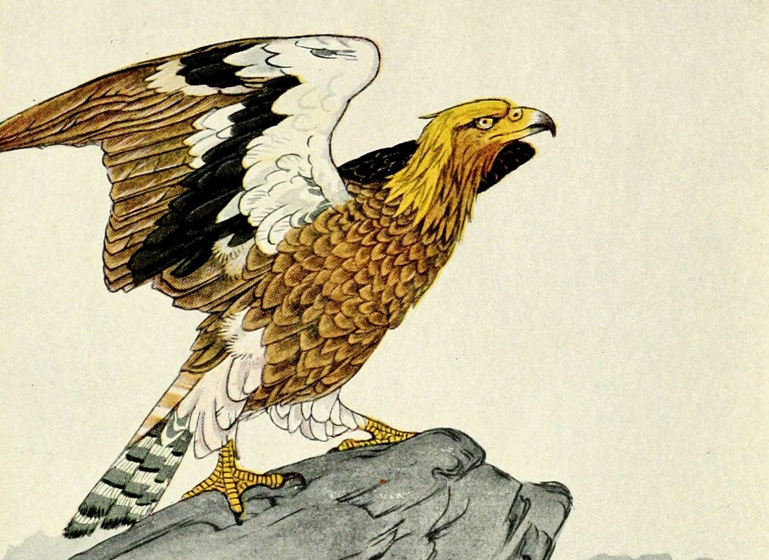 aguila dorada