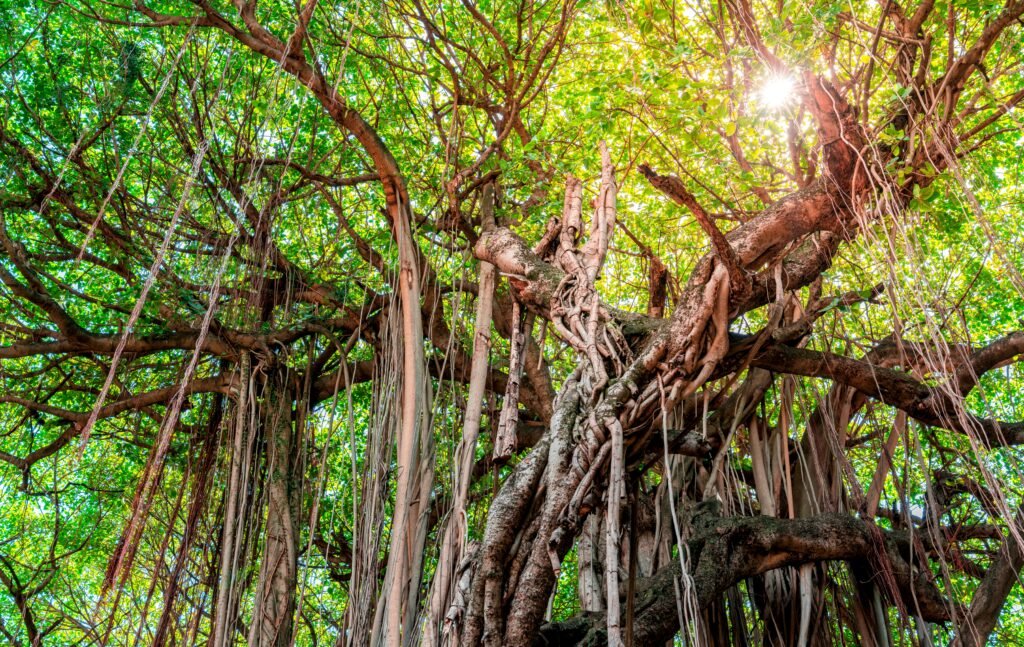 bosque lianas Malasia