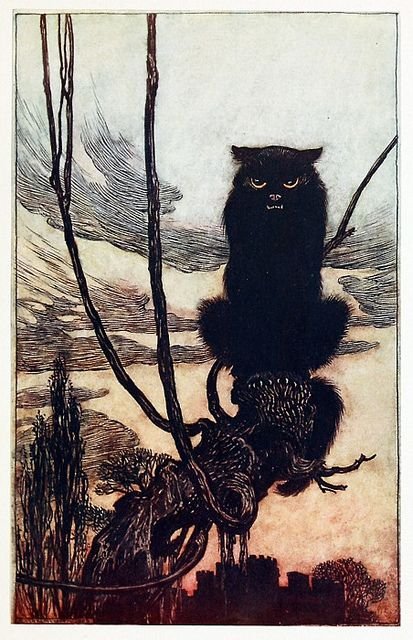 Gato negro
