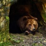 el oso