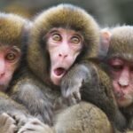 tres monos