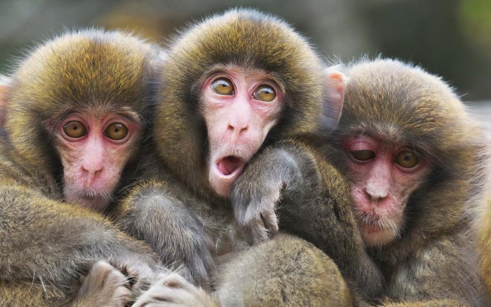 tres monos