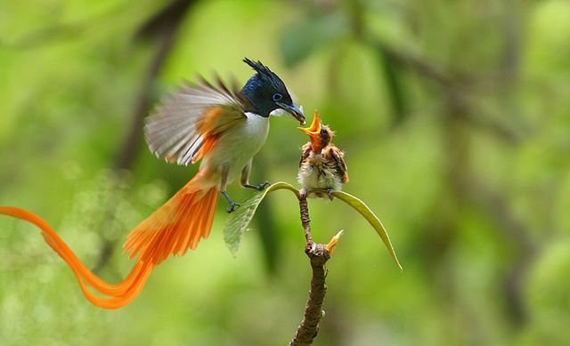 alimentar pajaro