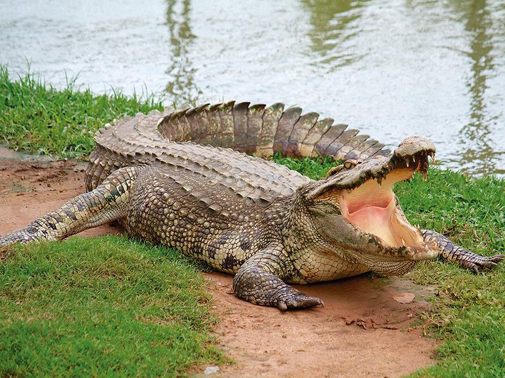 cocodrilo
