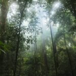 jungla laos