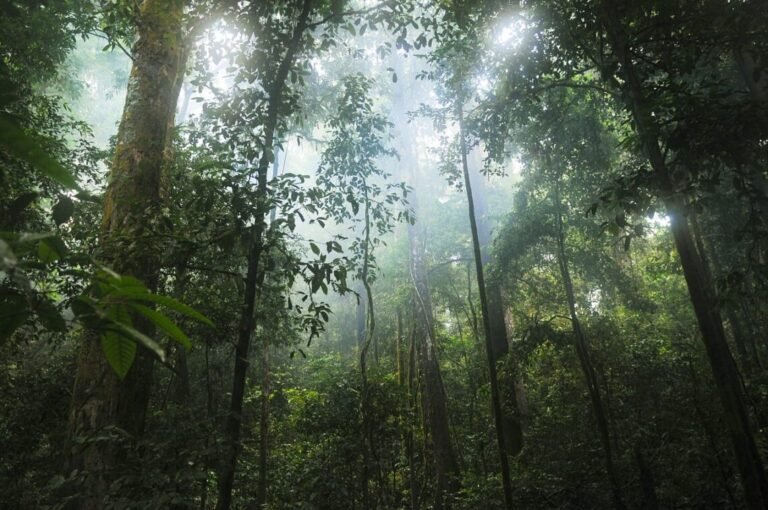 jungla laos