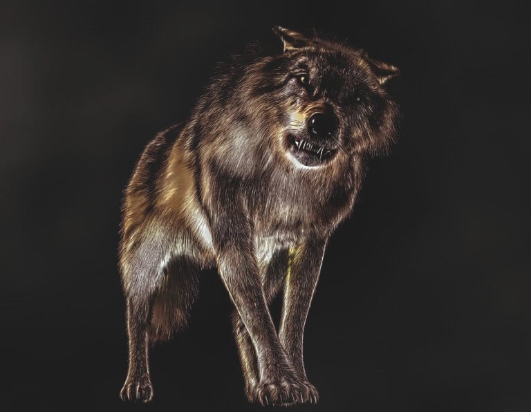 lobo feroz