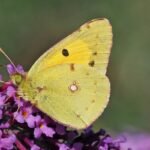 mariposa