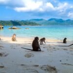 monos en la playa