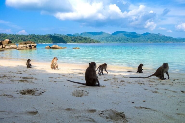 monos en la playa