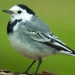 pajarita de las nieves