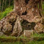 santuario del arbol del dinero