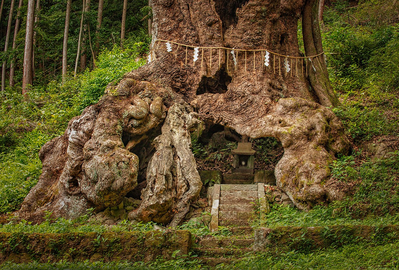 santuario del arbol del dinero