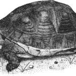 tortuga