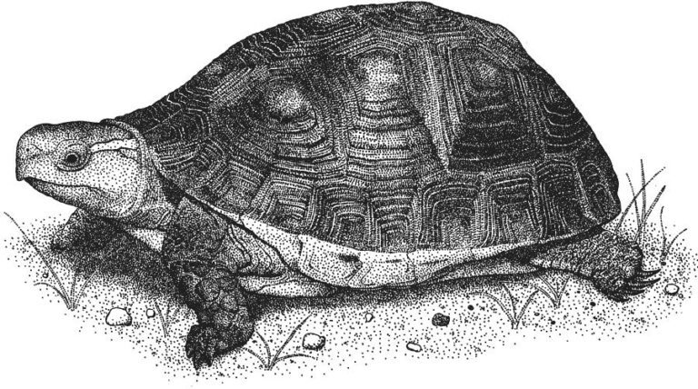 tortuga