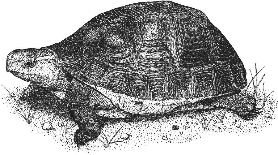 tortuga