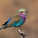 pajaro