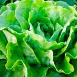 lechuga