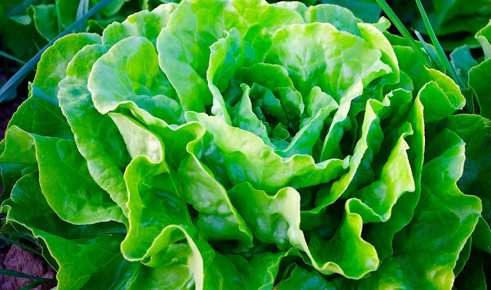 lechuga