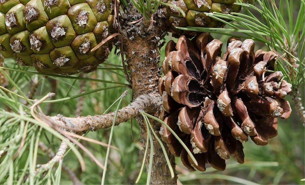piña