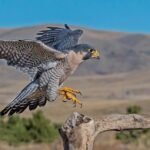 halcon